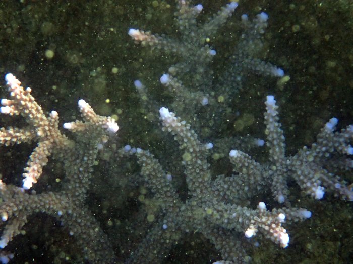 Acropora abrolhosensis