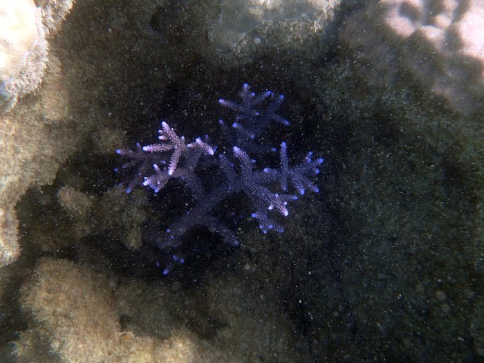Corail dur