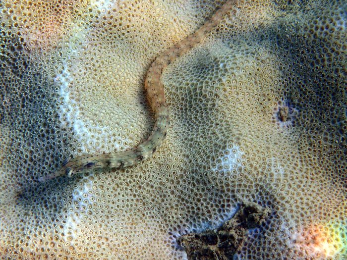 Corythoichthys haematopterus