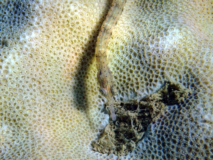 Corythoichthys haematopterus