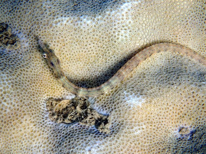 Corythoichthys haematopterus