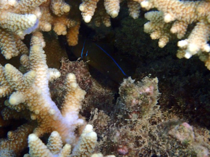 Gobiodon citrinus