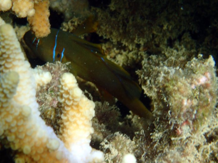 Gobiodon citrinus