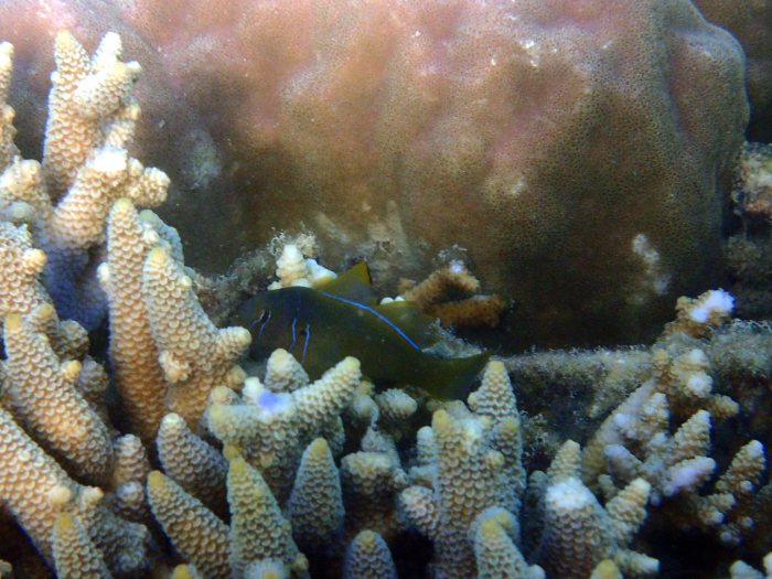 Gobiodon citrinus