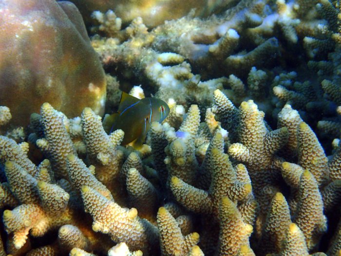 Gobiodon citrinus