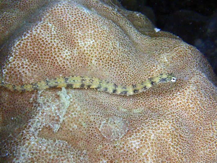Corythoichthys haematopterus