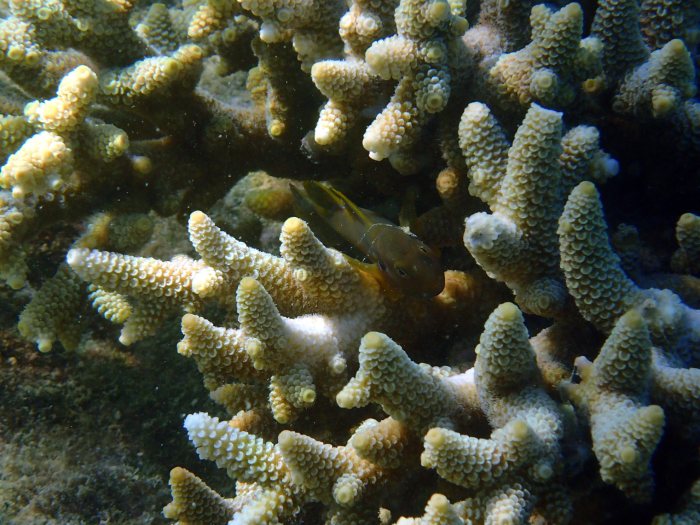 Gobiodon citrinus