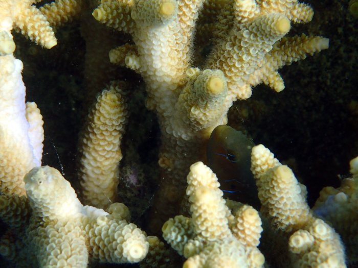 Gobiodon citrinus