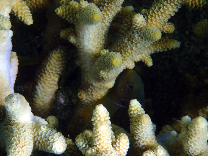 Gobiodon citrinus