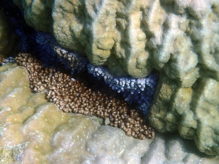 Corail dur