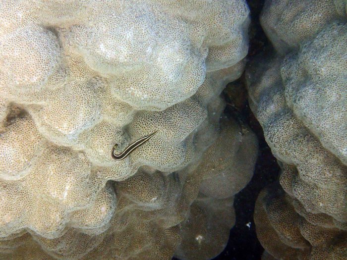 Diademichthys lineatus