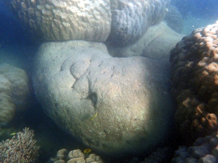 Corail dur