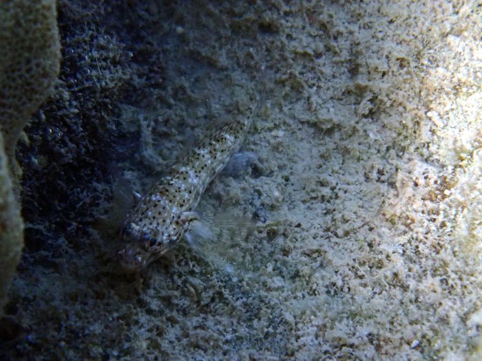 Istigobius decoratus