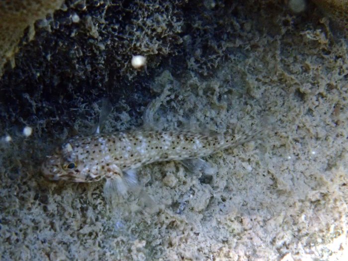 Istigobius decoratus