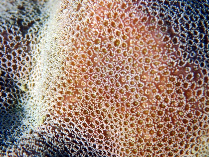 Corail dur