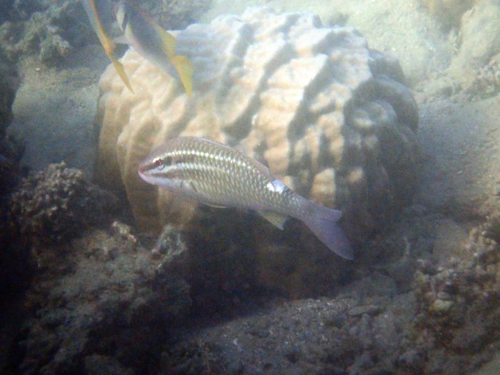 Parupeneus ciliatus