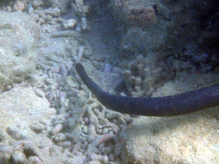 Emydocephalus annulatus