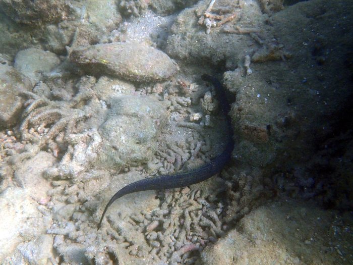 Emydocephalus annulatus