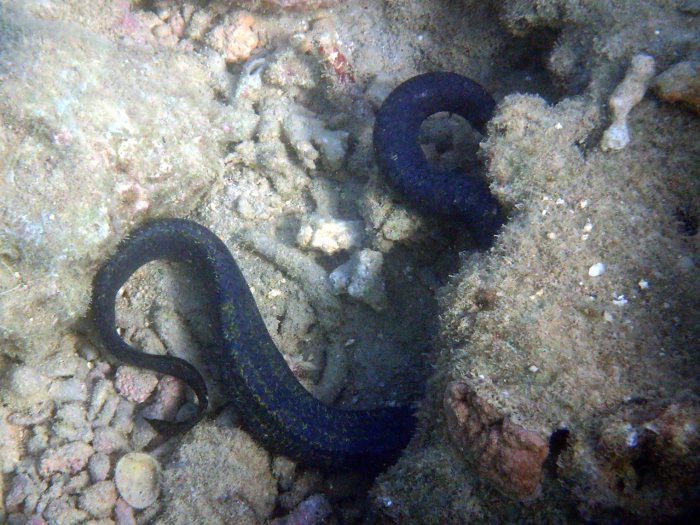 Emydocephalus annulatus
