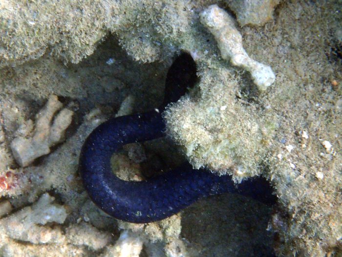 Emydocephalus annulatus