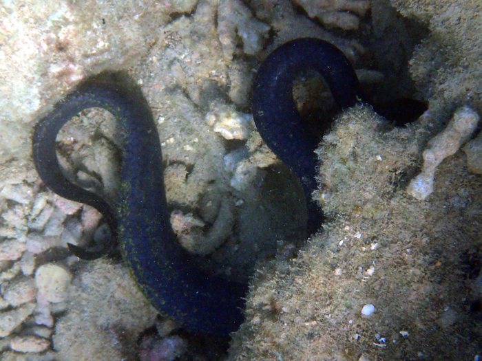 Emydocephalus annulatus