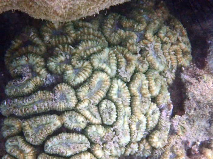 Corail dur