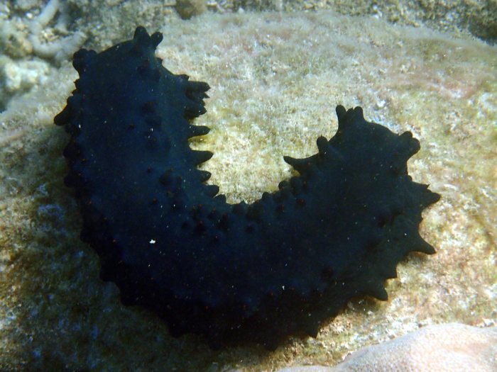 Stichopus chloronotus
