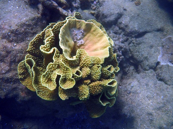 Corail dur
