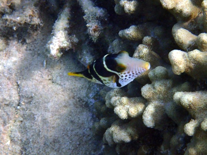 Canthigaster valentini