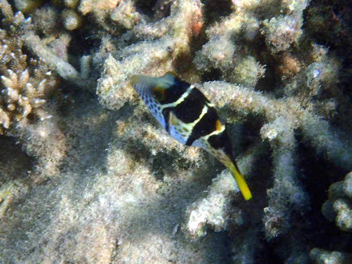 Canthigaster valentini