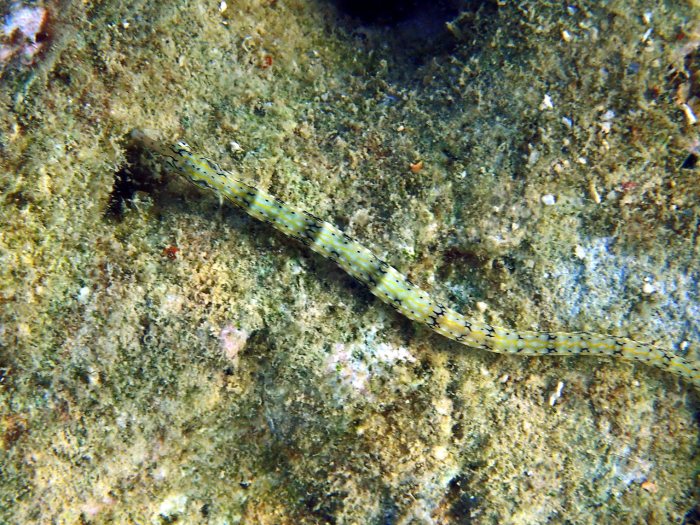Corythoichthys haematopterus