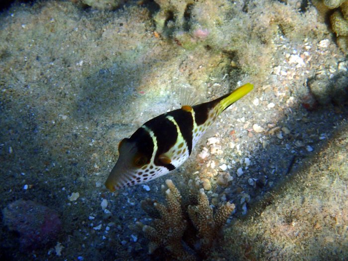 Canthigaster valentini