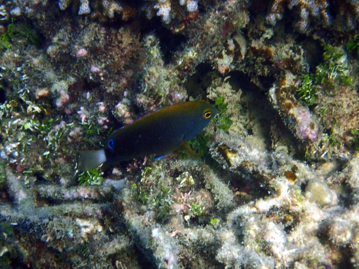 Pomacentrus chrysurus