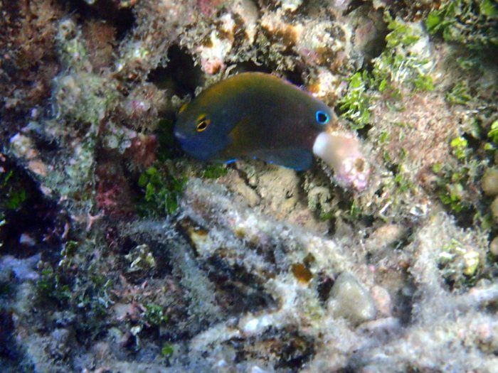 Pomacentrus chrysurus