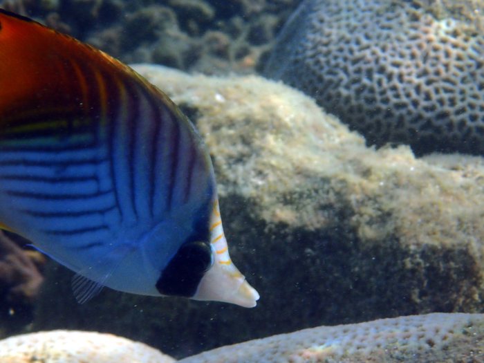 Chaetodon auriga