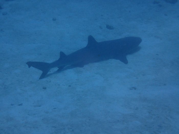 Requin à pointe blanche du lagon