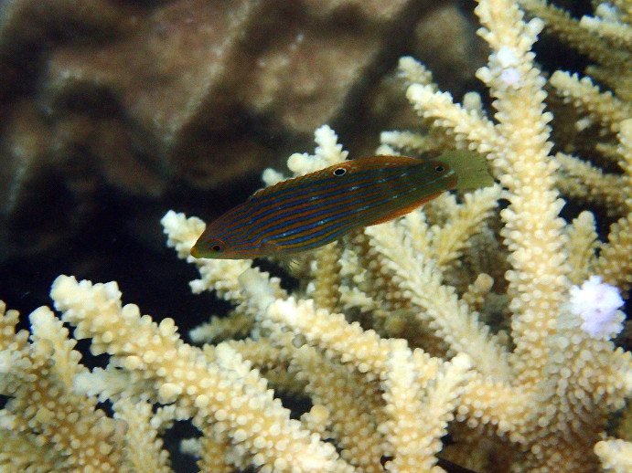 Halichoeres melanurus