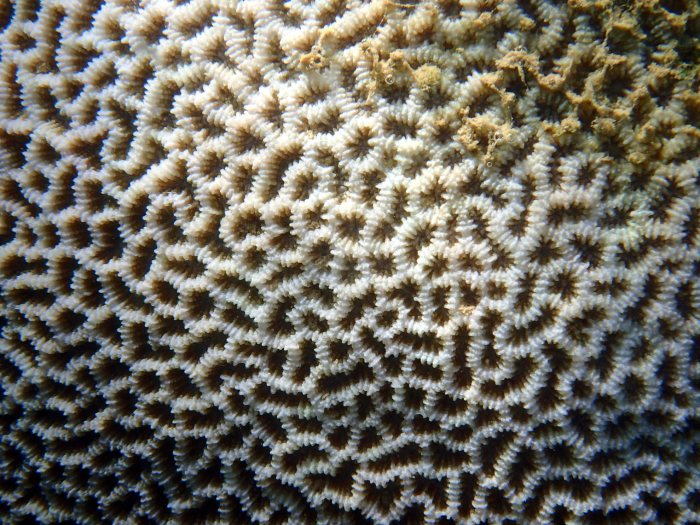 Platygyra pini