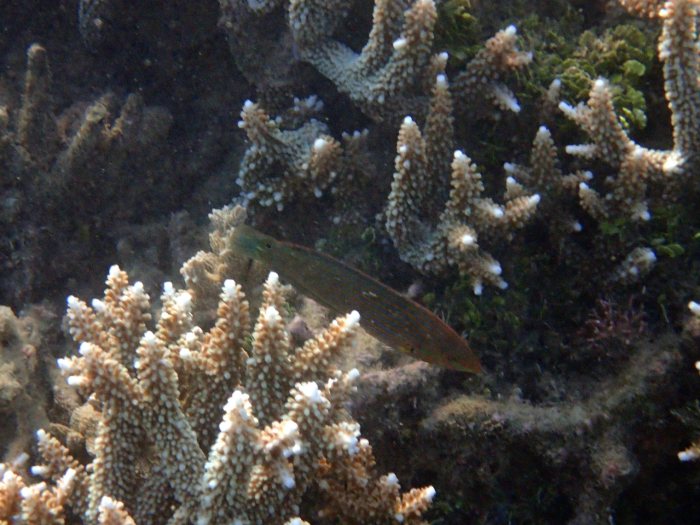 Halichoeres melanurus
