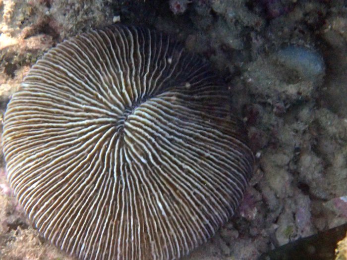 Fungia