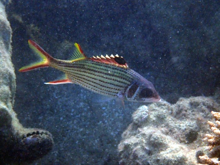 Neoniphon sammara