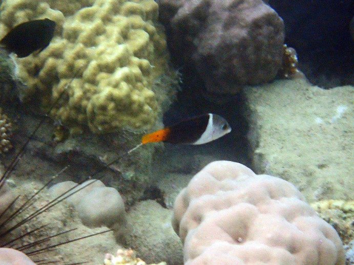 Hemigymnus melapterus