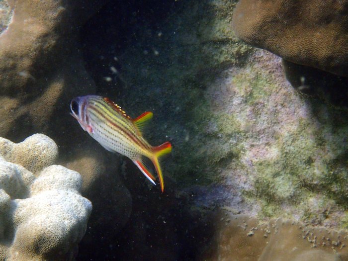 Neoniphon sammara