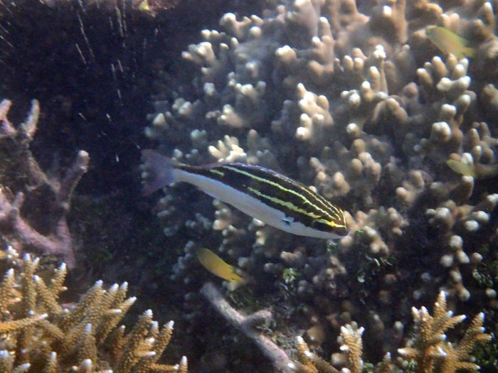 Scolopsis bilineata