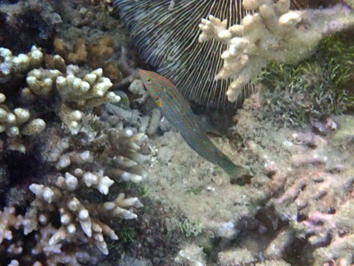 Halichoeres melanurus