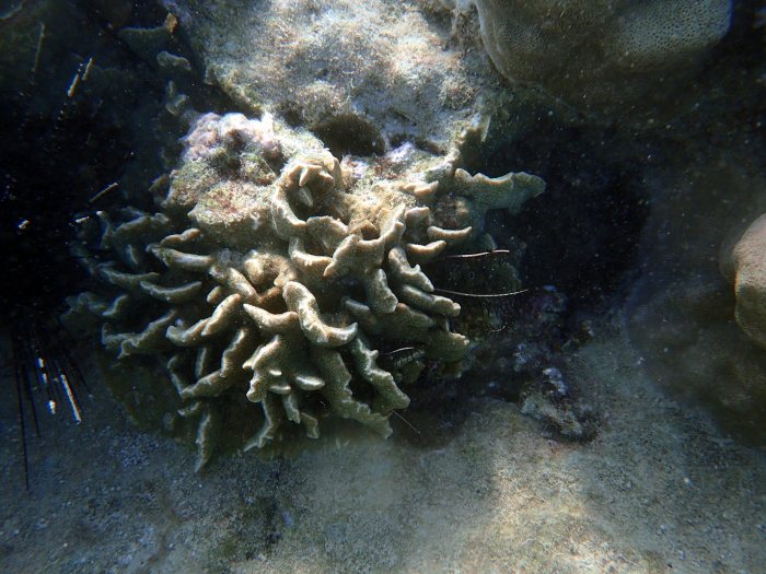 Corail dur