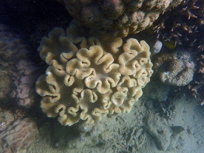 Sarcophyton
