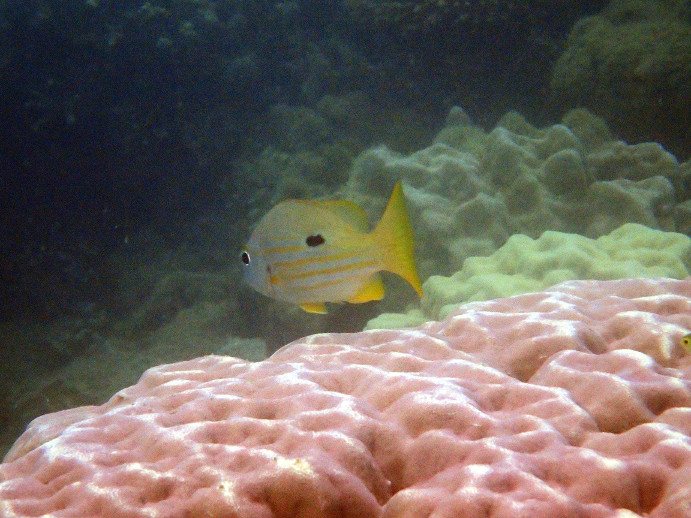 Lutjanus fulviflamma