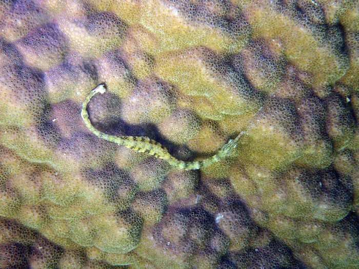 Corythoichthys haematopterus