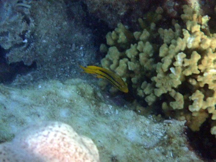 Neoglyphidodon nigroris